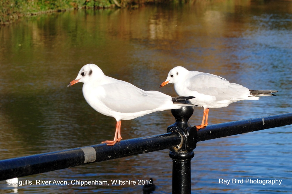 Seagulls, River Avon, Chippenham, Wiltshire 2014