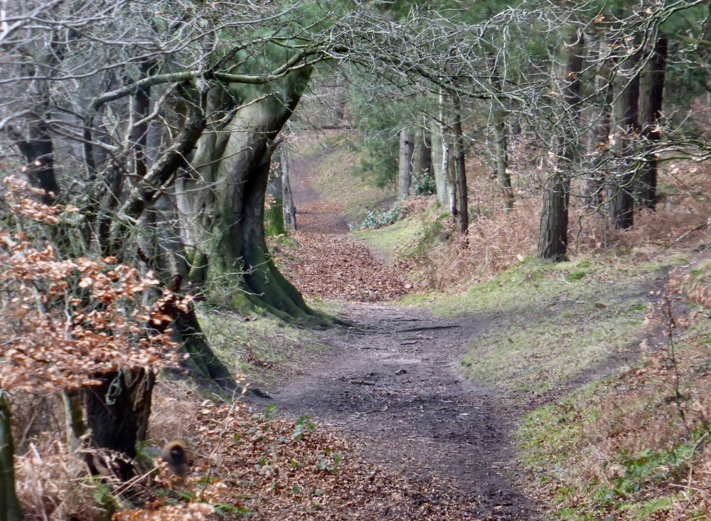 Dandy Woods, Brampton Junction