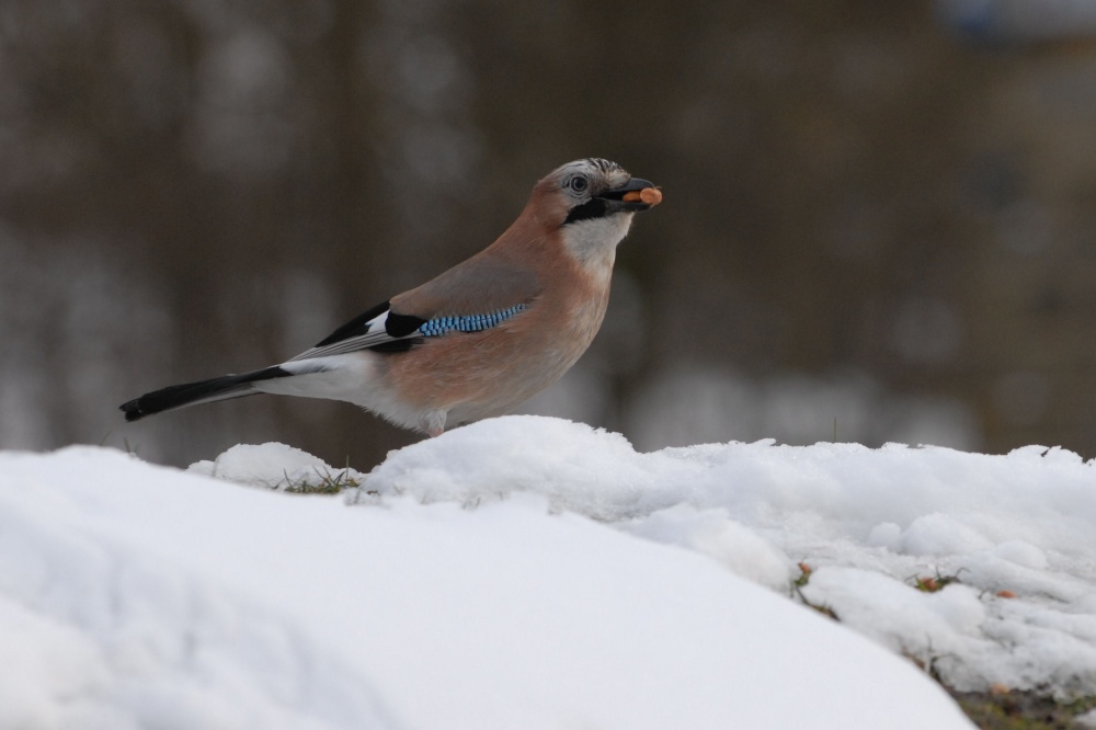 Jay at Torside Car Park