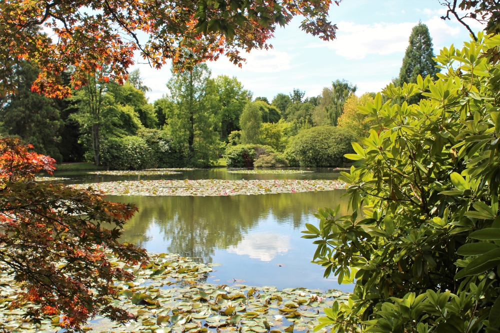 The Lakes and Lillies