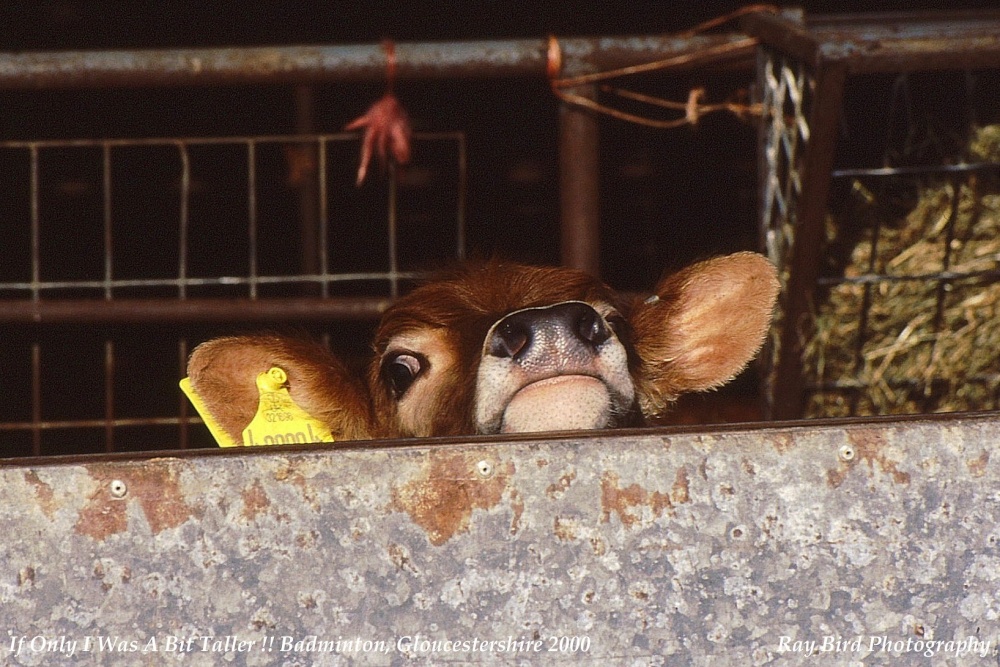 If only I was a bit taller !!, Jersey Calf, Badminton, Gloucestershire 2000