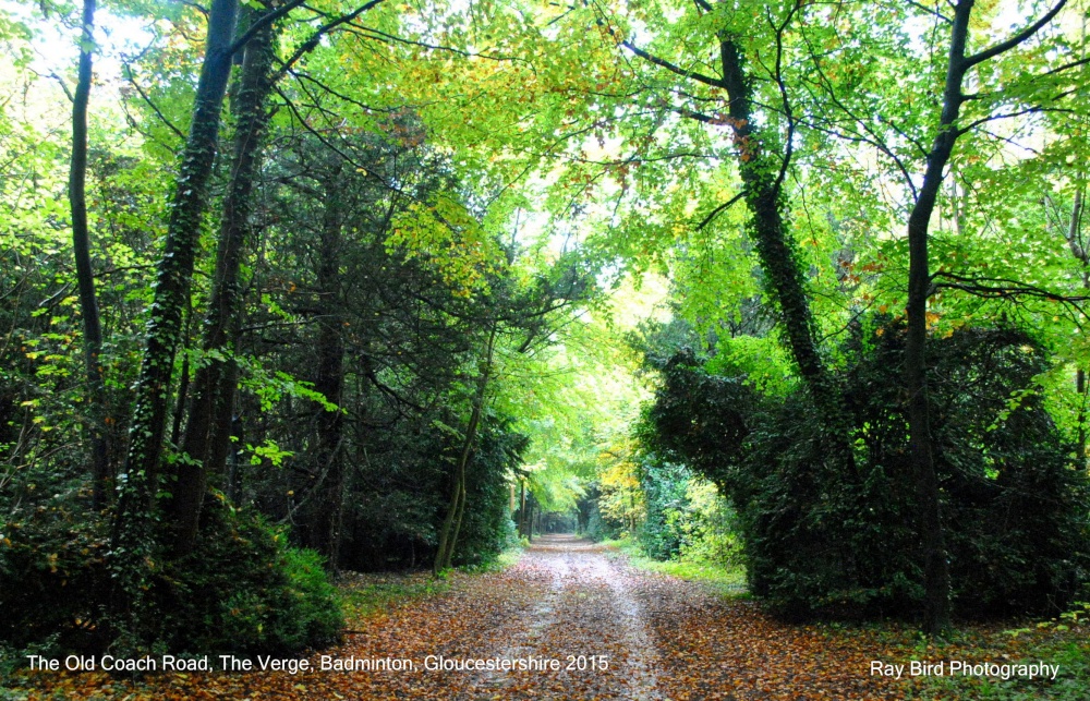 The Old Coach Road, The Verge Wood, Badminton, Gloucestershire 2015