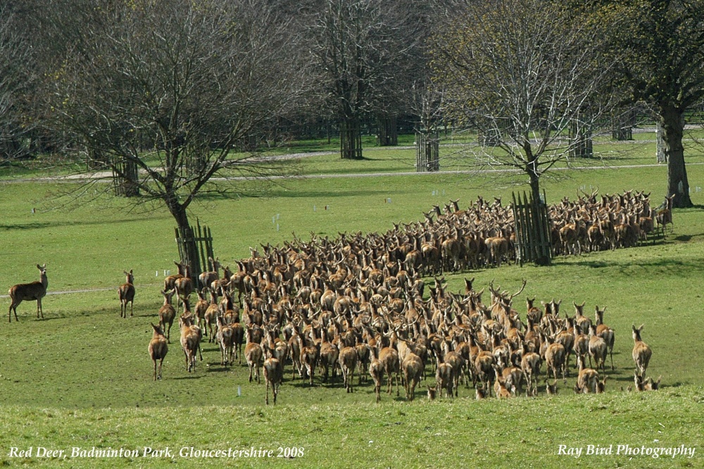 Red Deer Herd, Badminton Park, Gloucestershire 2008