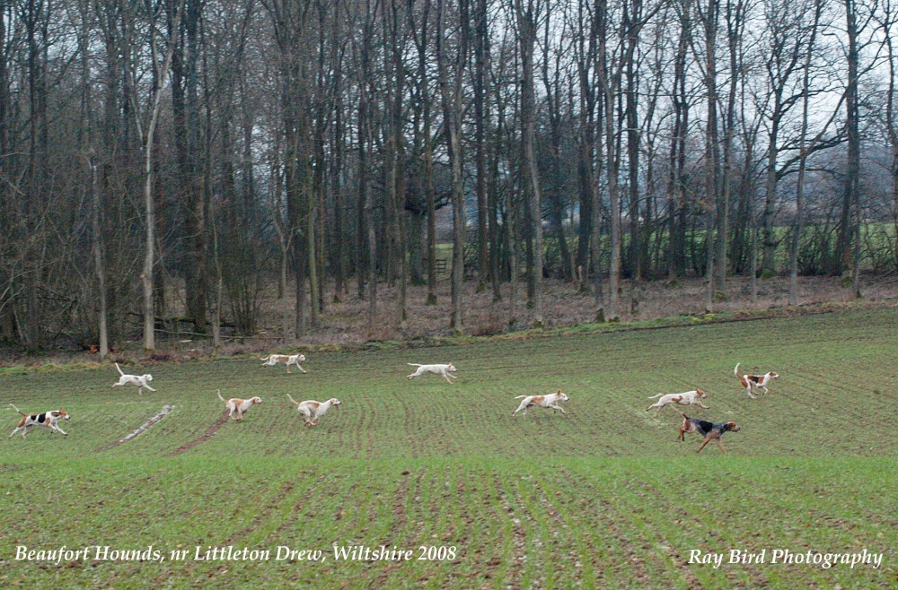 Beaufort Hounds, nr Littleton Drew, Wiltshire 2008