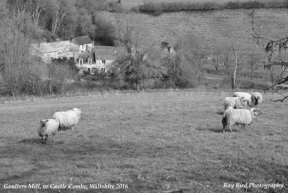 Sheep, Goulters Mill, nr Castle Combe, Wiltshire 2016