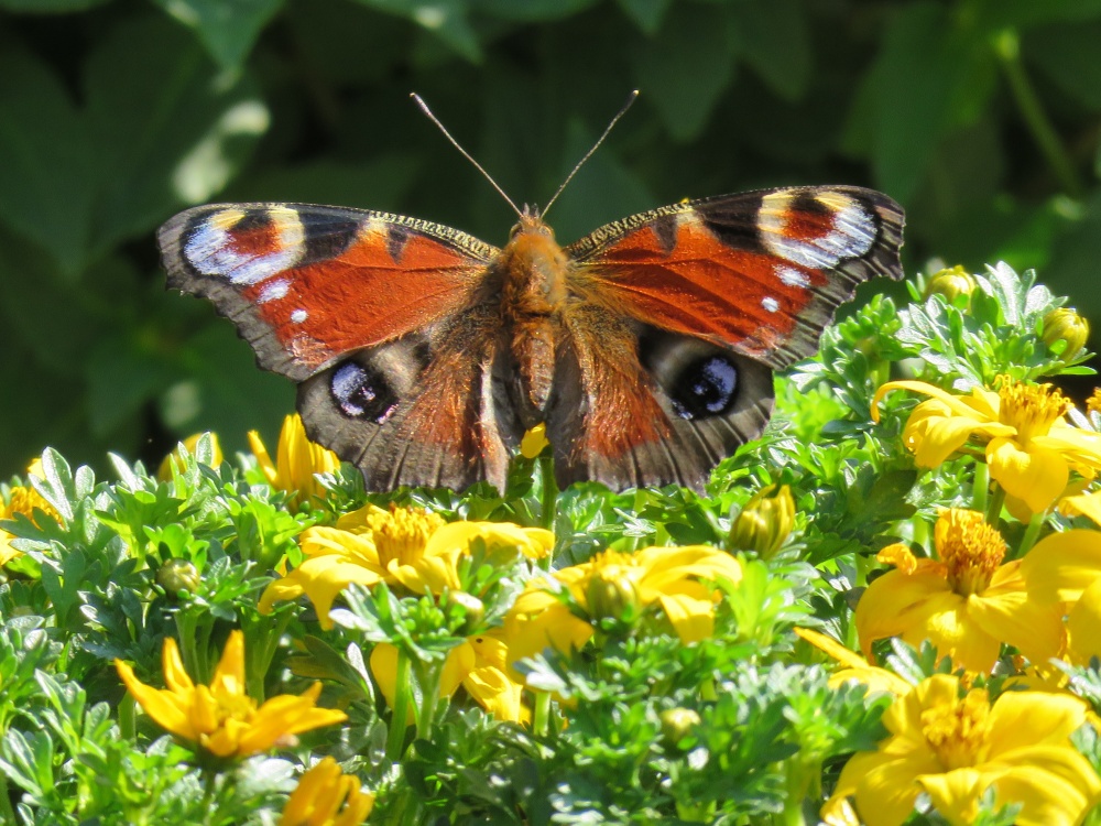 in the garden