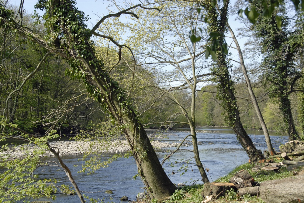 Photograph of River Ure at West Tanfield