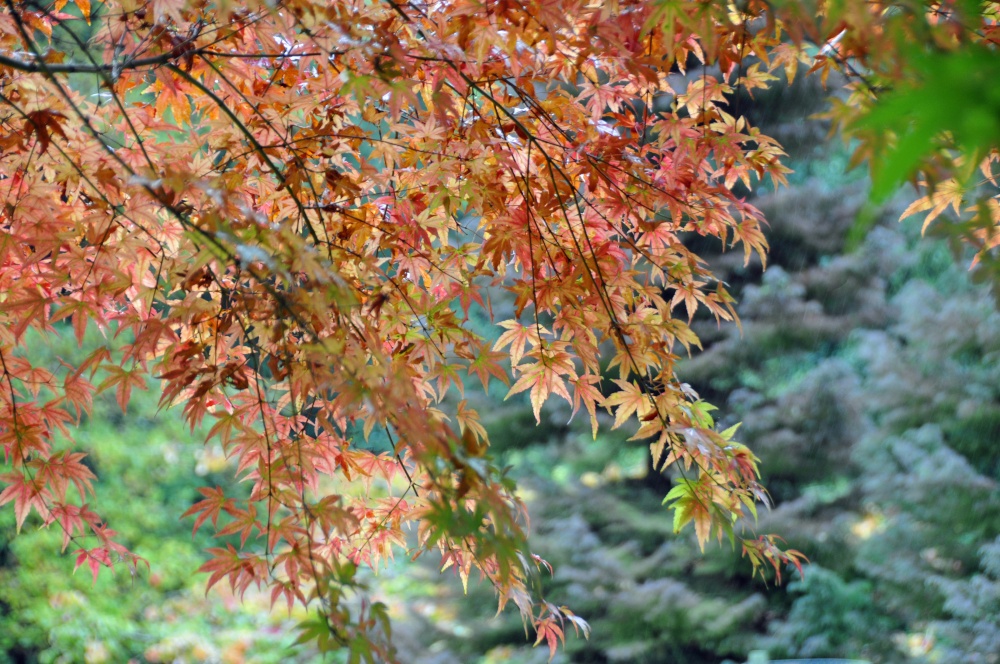 Ickworth House Garden