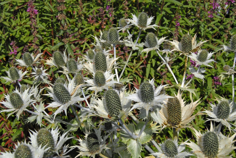 Sleightholmedale Lodge Garden, Fadmoor, North Yorkshire