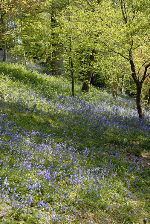 Emmetts Garden at bluebell time