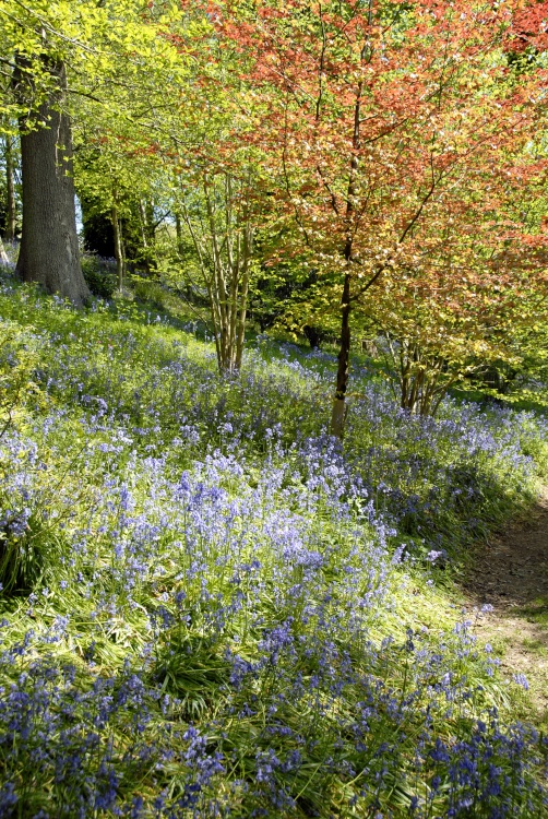 Emmetts Garden at bluebell time