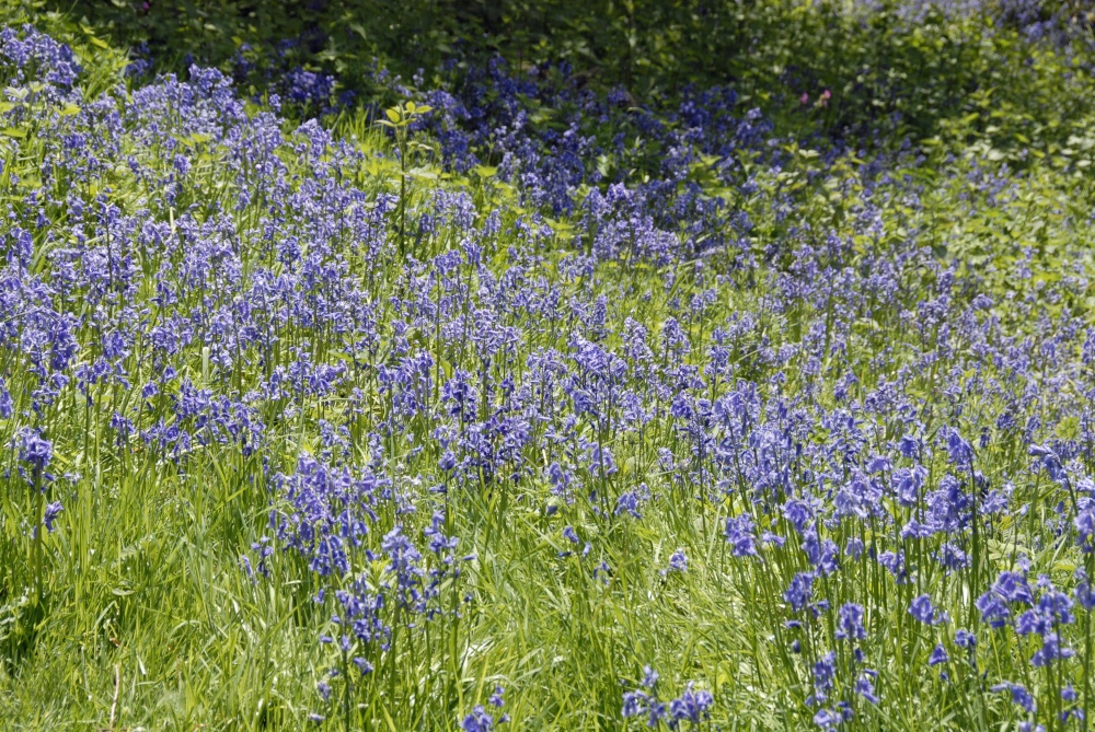 Emmetts Garden at bluebell time