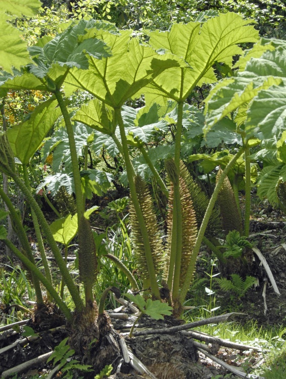 Leonardslee Garden, West Sussex