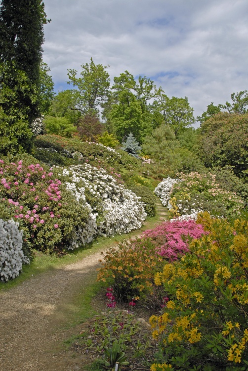 Leonardslee Garden, West Sussex