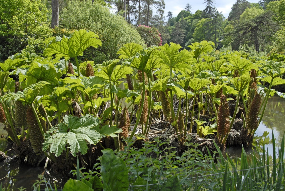 Leonardslee Garden, West Sussex