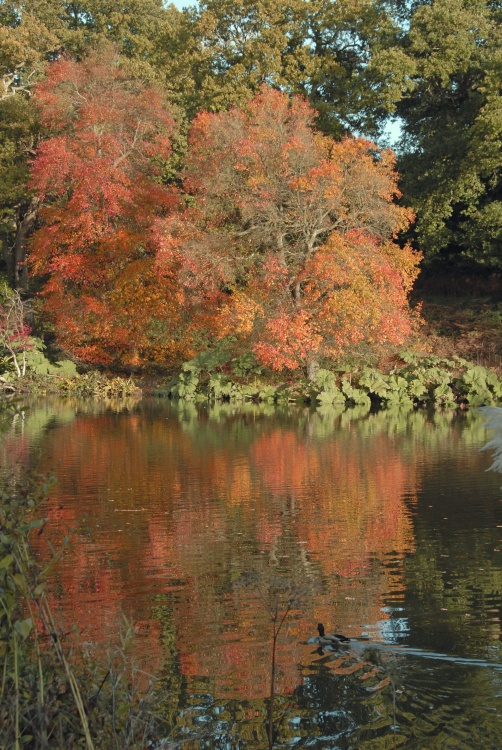 Sheffield Park Garden, Uckfield,