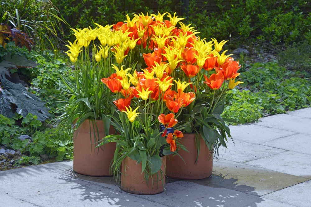 Harlow Carr Garden Tulip display