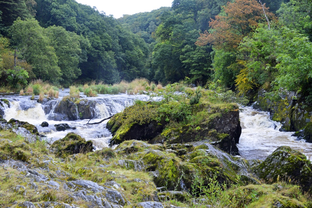 Cenarth Falls