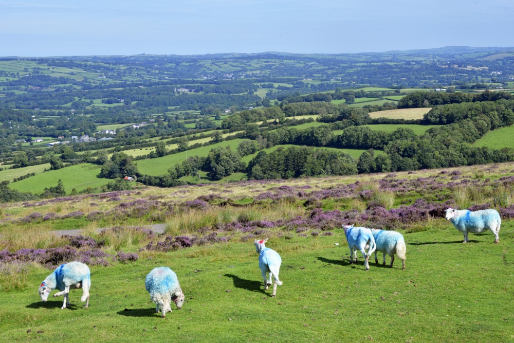 Llanllwni area, Souh Wales