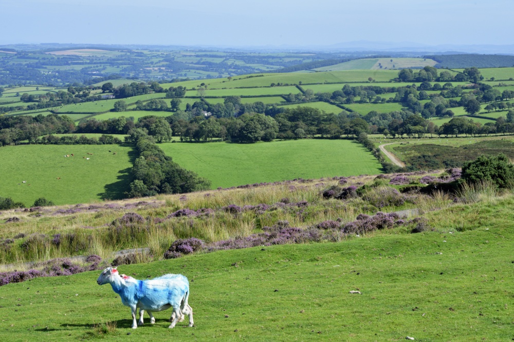 Llanllwni area, Souh Wales