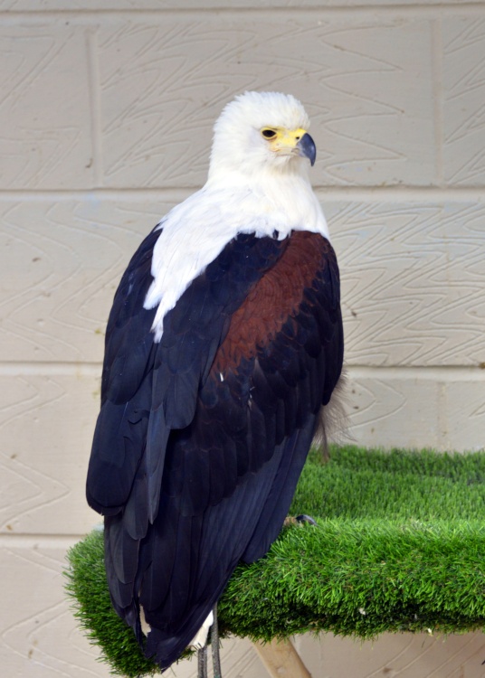 Eagle Heights Wildlife Foundation, Eynsford, Kent