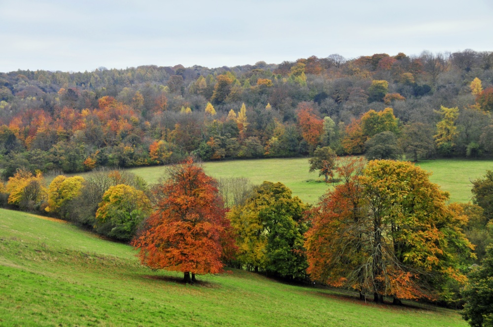 Surrey Hills from Polesden Lacey