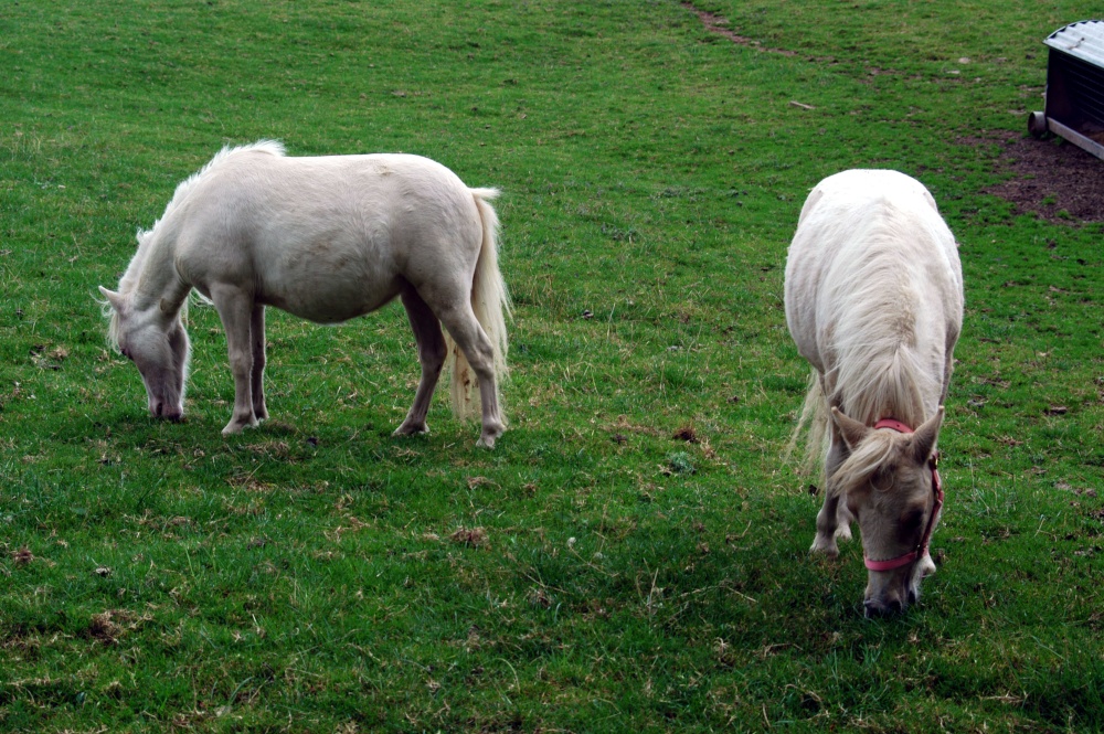 Photograph of Glycoch Farm - miniature ponies