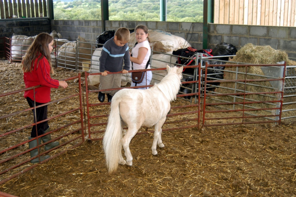 Photograph of Glycoch Farm - miniature ponies