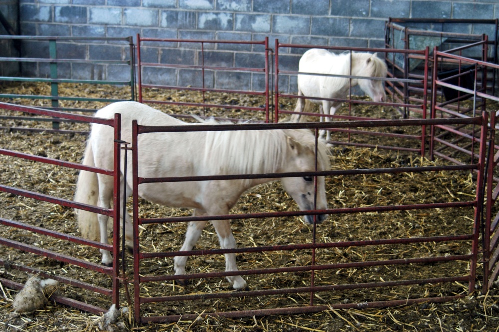 Photograph of Glycoch Farm - miniature ponies