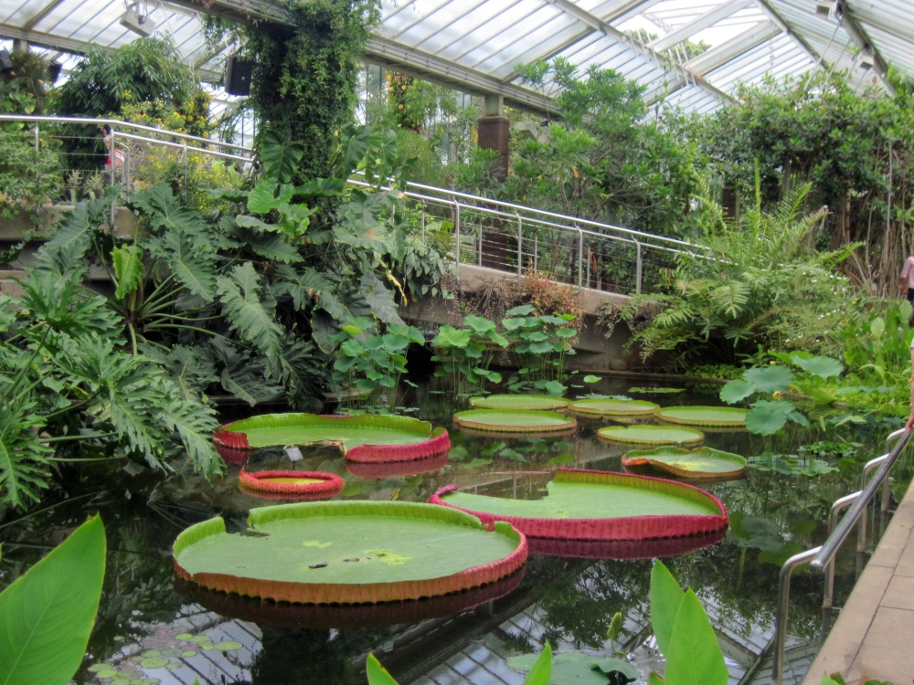 Waterlily House, Kew Gardens