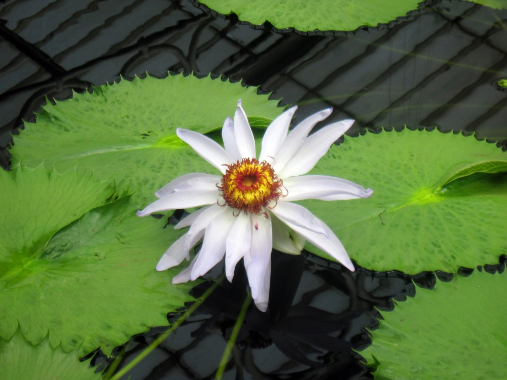 Waterlily House, Kew Gardens