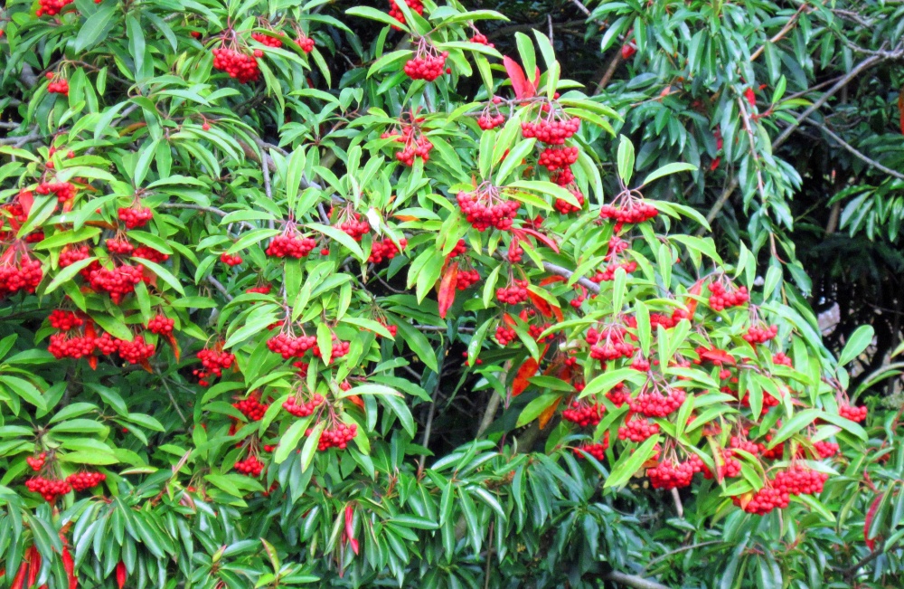 Wakehurst Place Garden