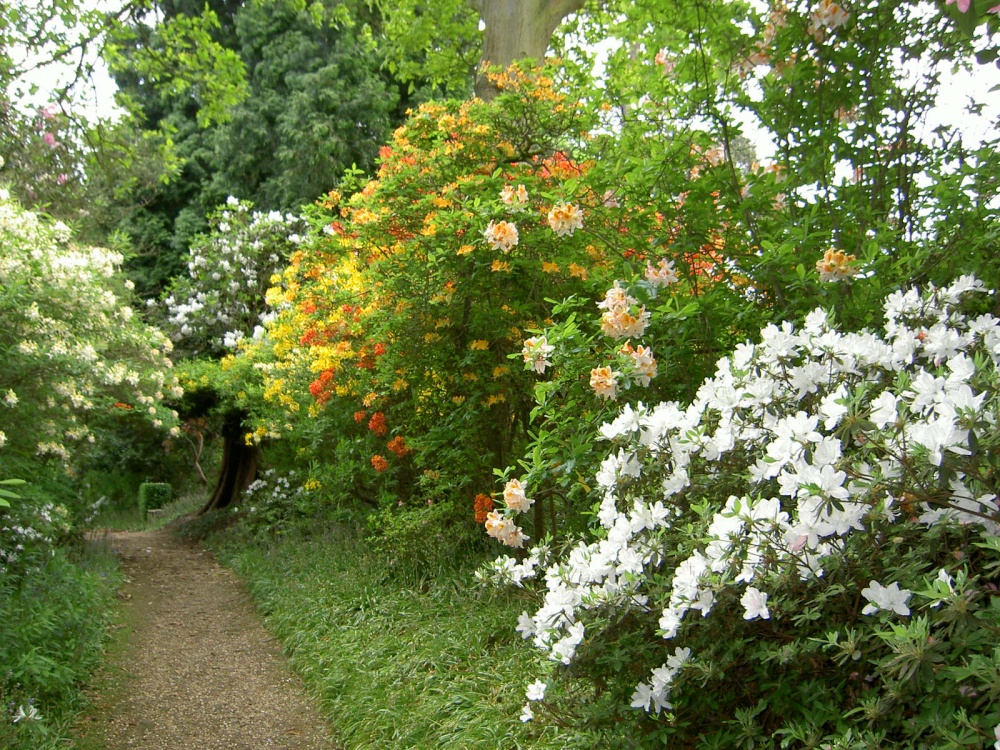 Leonardslee Garden, West Sussex