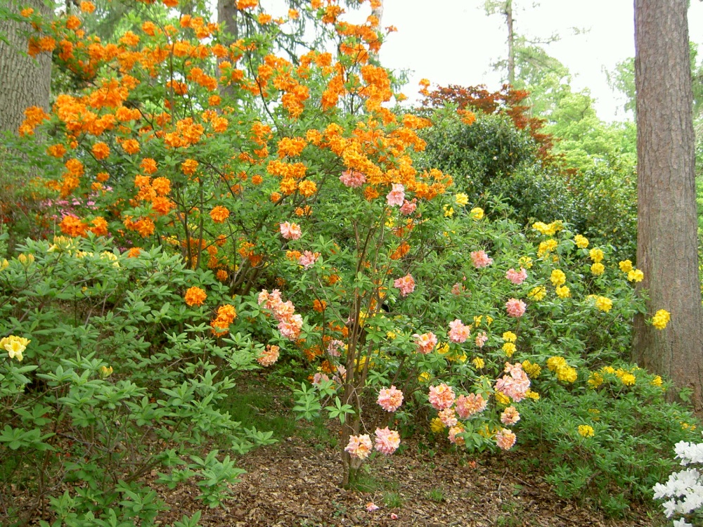 Leonardslee Garden, West Sussex