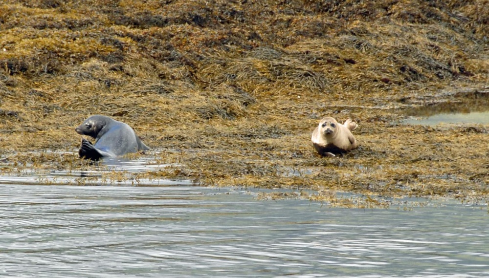 Seals at Loch Linnhe