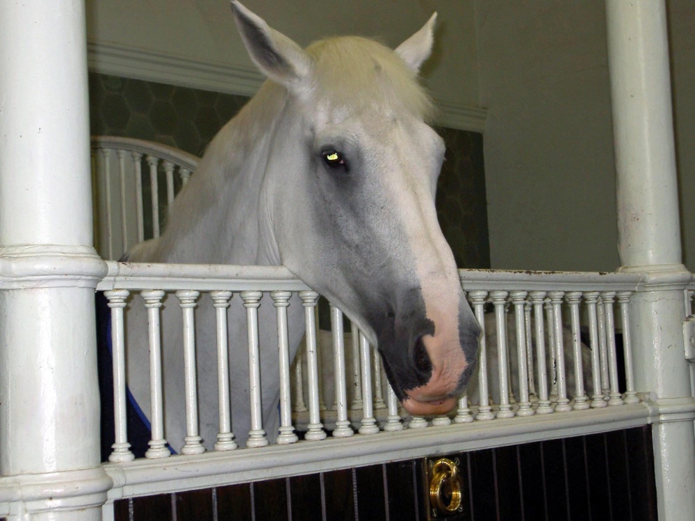 The stables at the Royal Mews photo by Paul V. A. Johnson