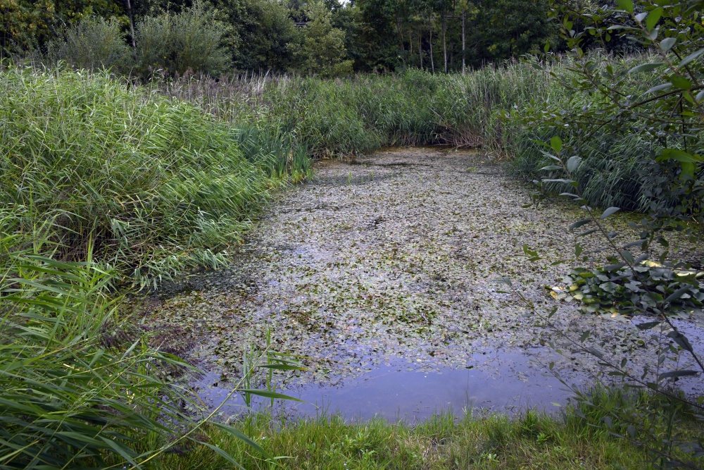 The Shropshire Hills Discovery Centre - dragonfly pond