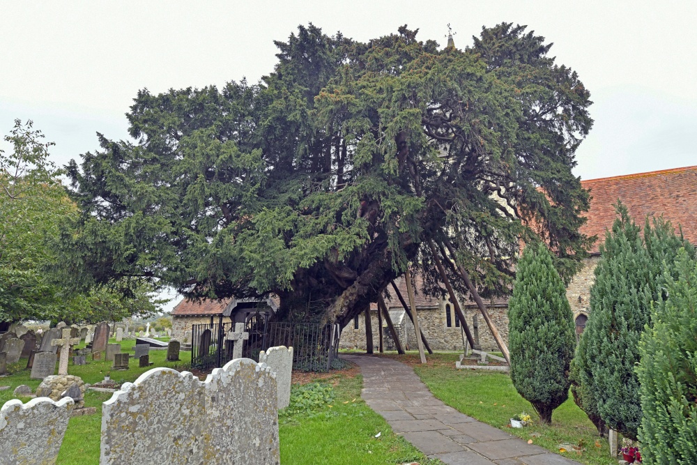 Ancient Yew Tree in St. Mary's Churchyard, Hayling Island photo by Paul V. A. Johnson