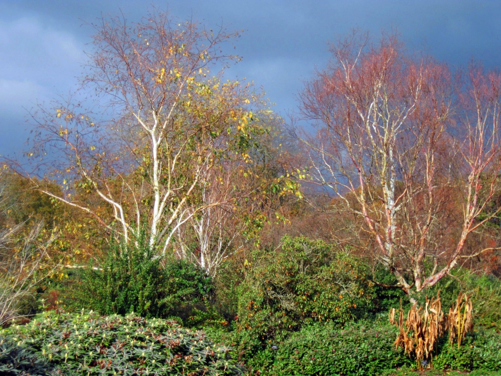 Wakehurst Place Garden