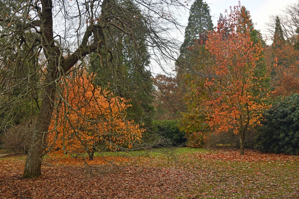 Sheffield Park Garden