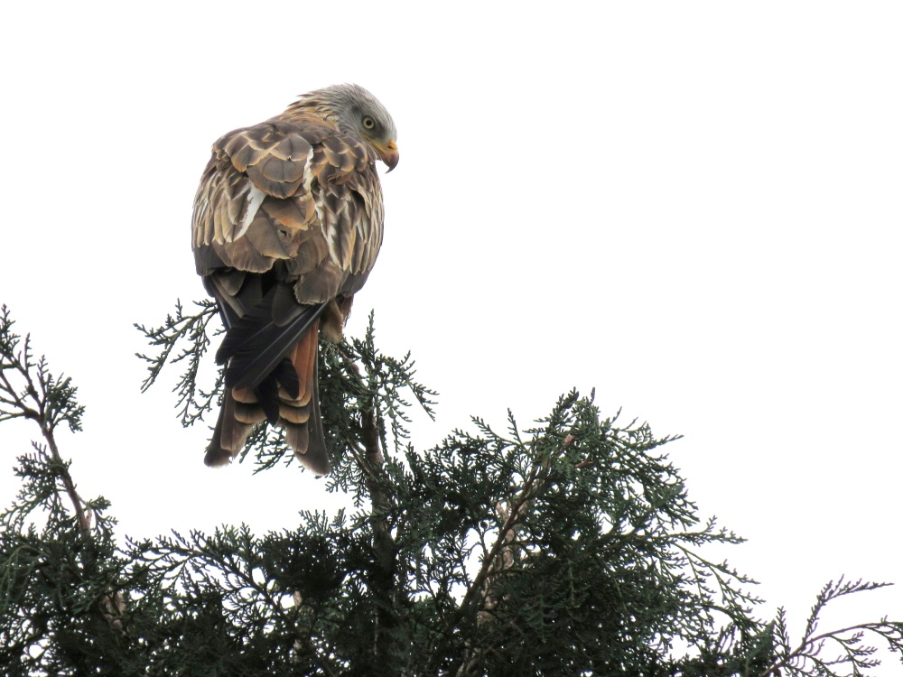 Red Kite