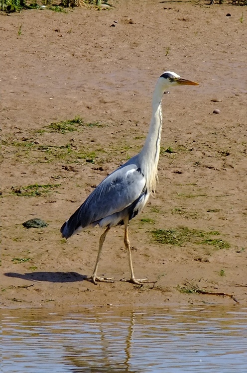 Grey Heron