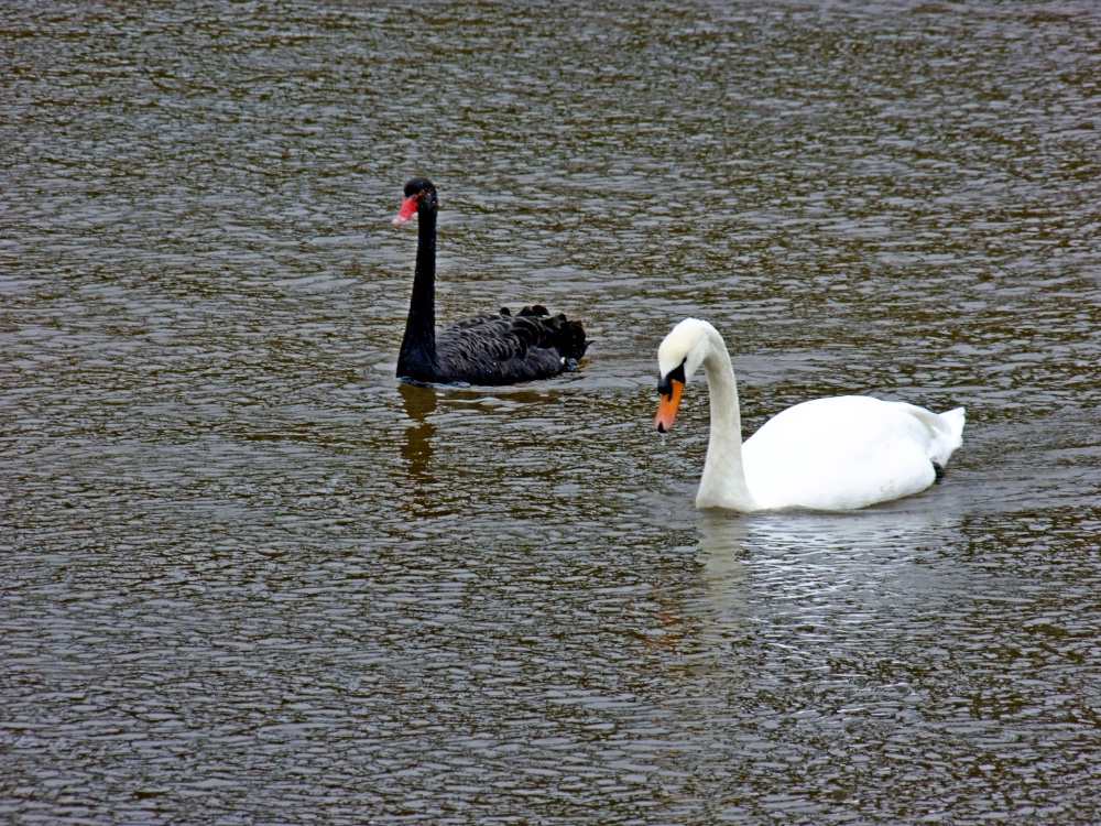 Black swan