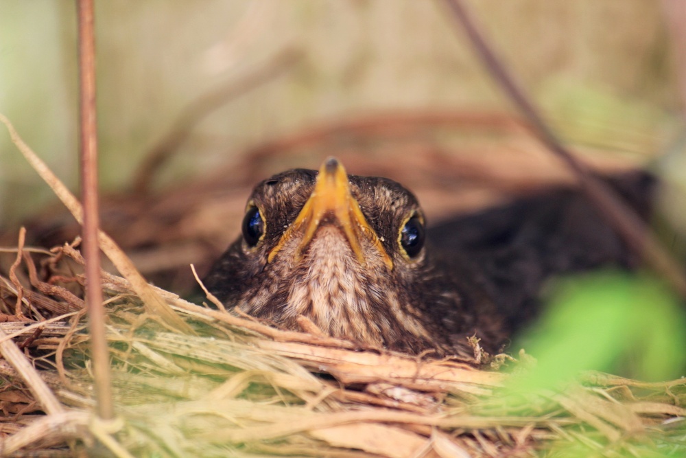 Budleigh chick in a nest