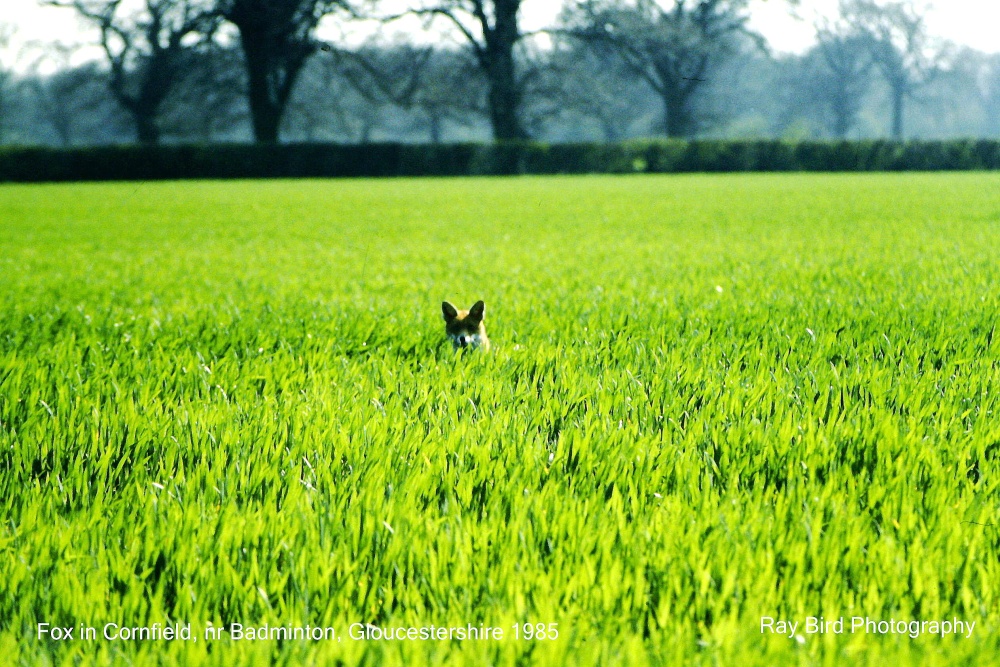 Fox in Cornfield, nr Badminton, Gloucestershire 1985