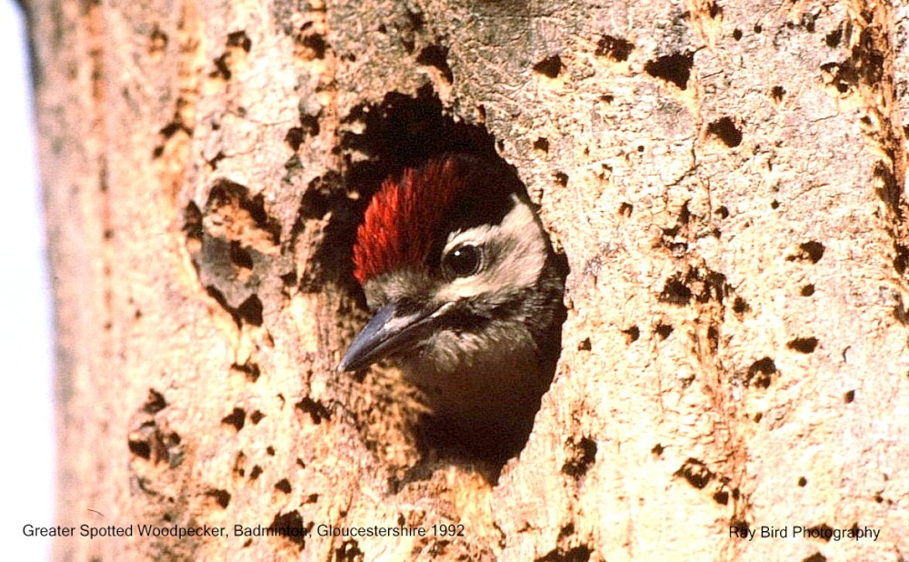 Greater Spotted Woodpeker, nr Badminton, Gloucestershire 1992