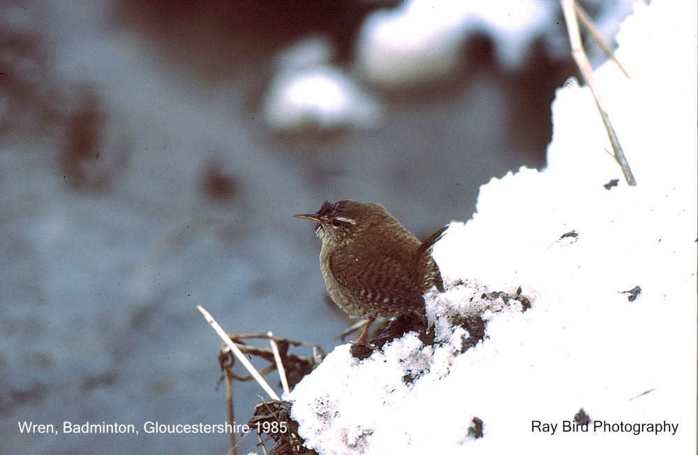 Wren, nr Badminton, Gloucestershire 1985