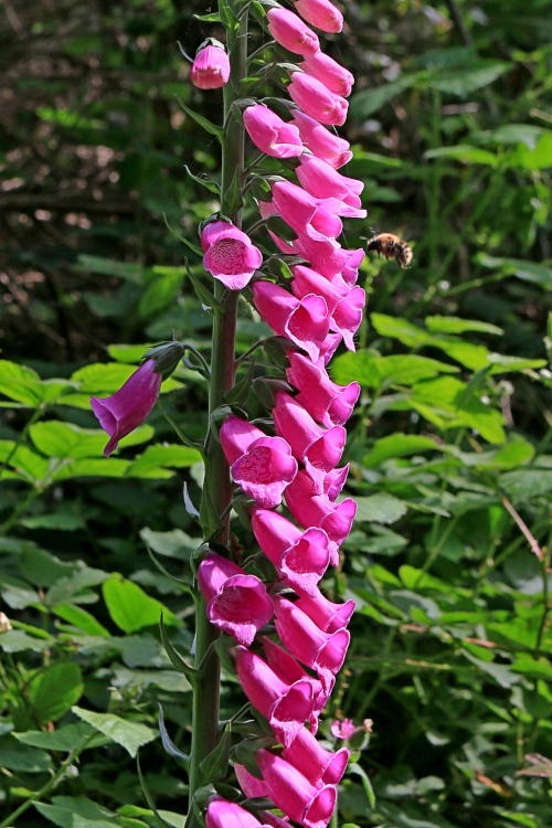 Otterton Fox Glove