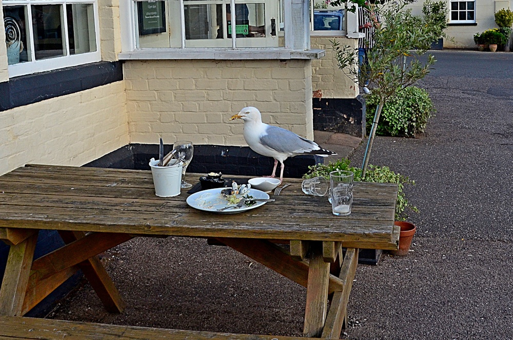 Hungry gull in Otterton