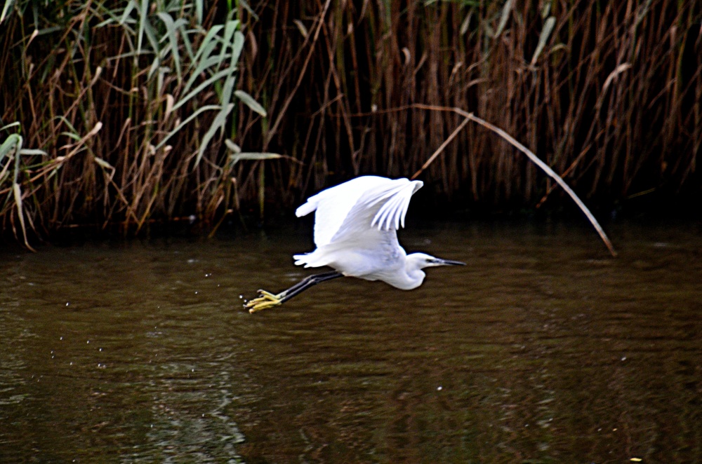 River Otter egret